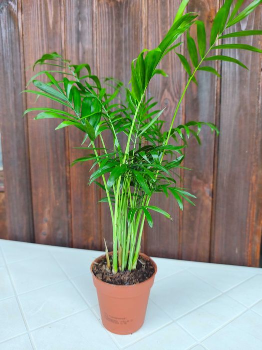 Различни видове цветя