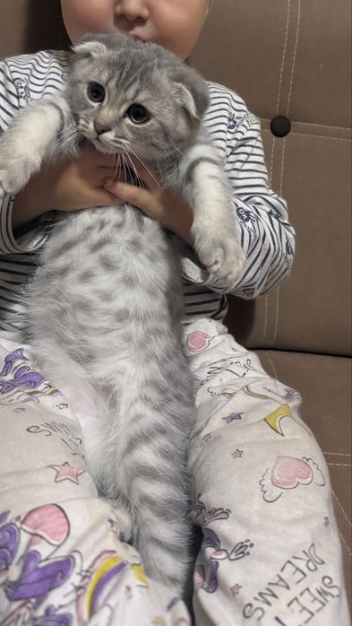 Оте акылды мысык сатылады