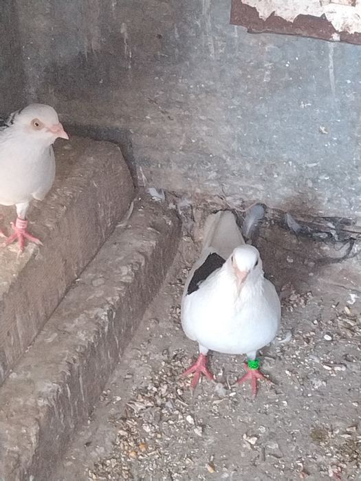 Vand porumbei jucatori galateni si voiajori albi
