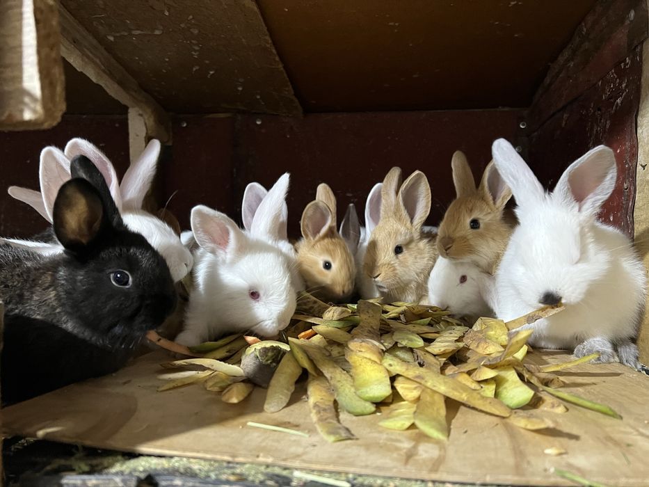 Quyon bolalari sotiladi