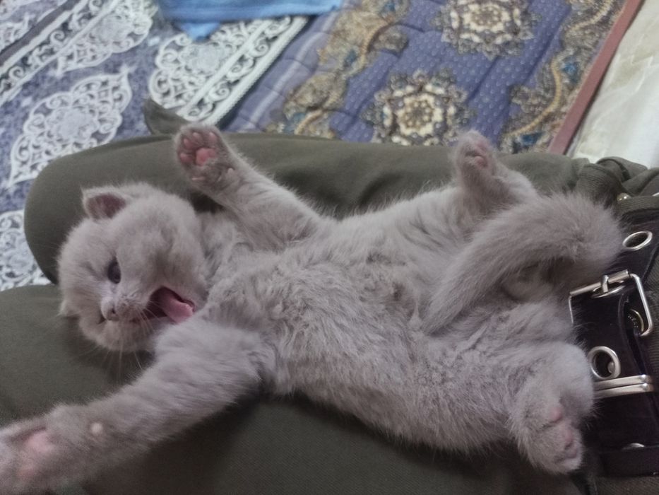 Продается породистый котенок Скотиш Фолд