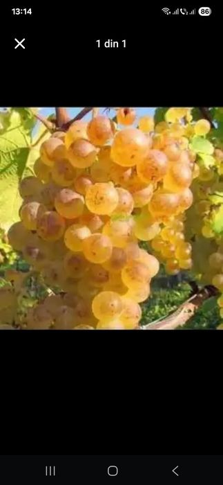 Vand struguri de vin 2026