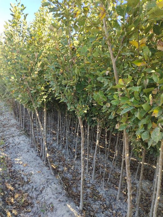 Sada qayrag'och sotiladi