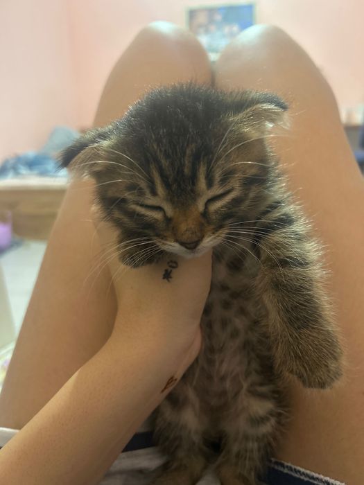 котенок мальчик вислоухий