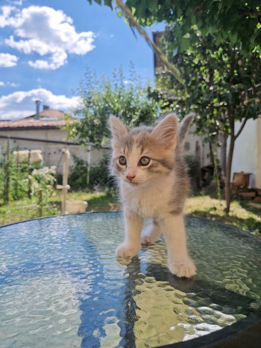 Малко котенце си търси дом