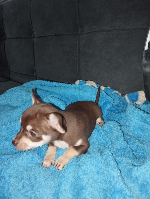 Чихуахуа щенки остались 2 девочки