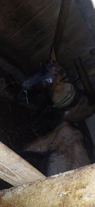 Țapi alpinism francezi originali