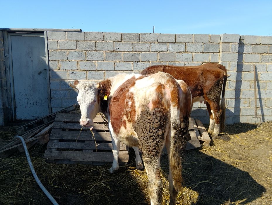 2 коровы и телёнок симментал