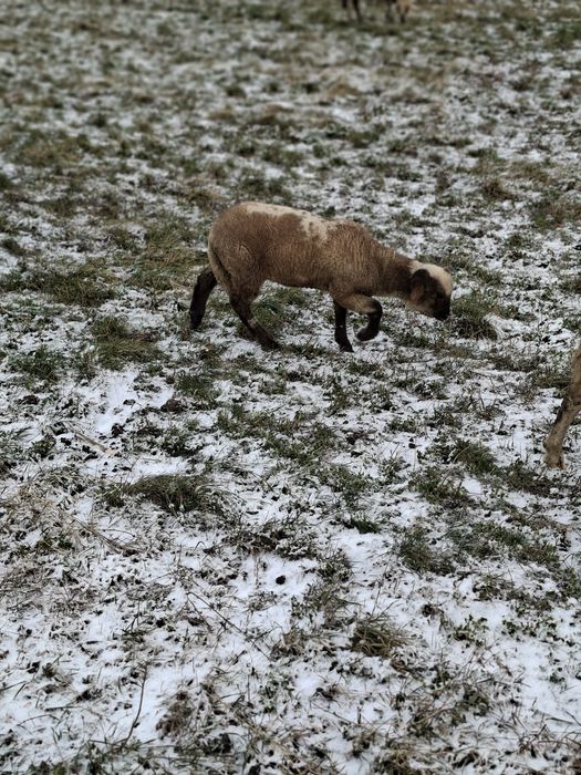 Miei de lapte de vânzare