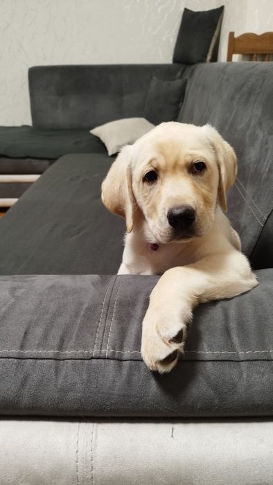 Лабрадор ретривър чистокръвен