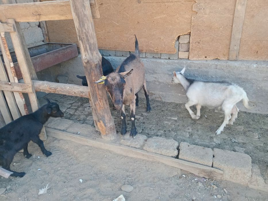 Орыс ешкілер бар Албинос 1шт