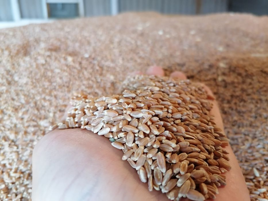 Продам зерновые отходы