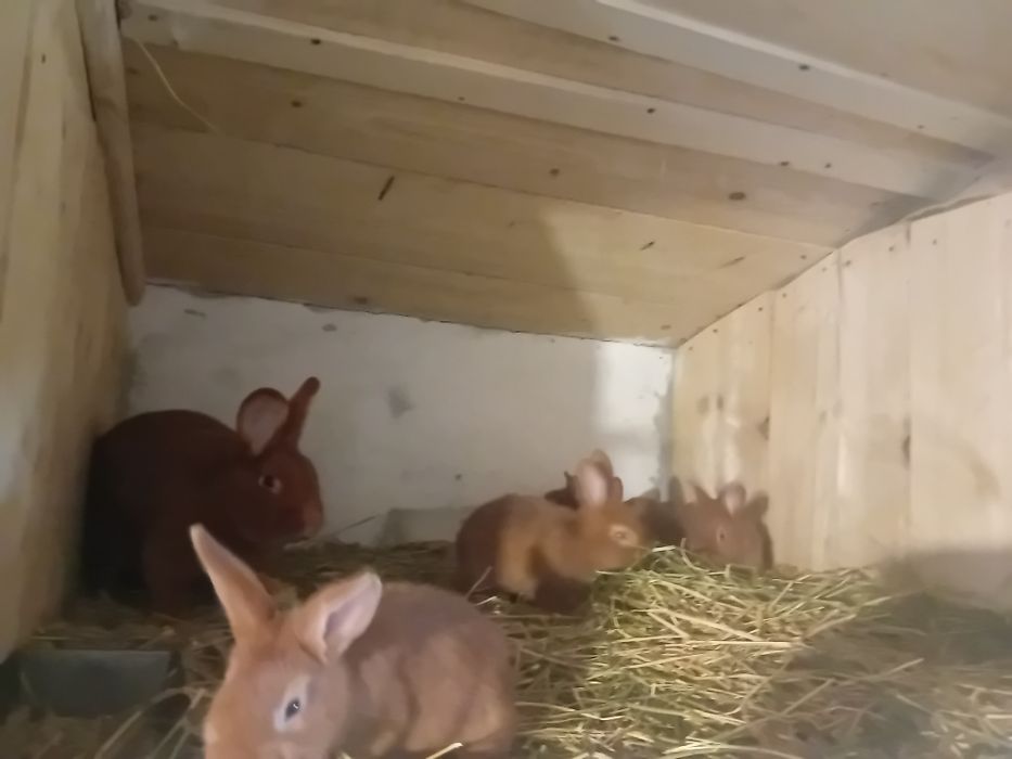 Vând iepuri neozeelandez roșu