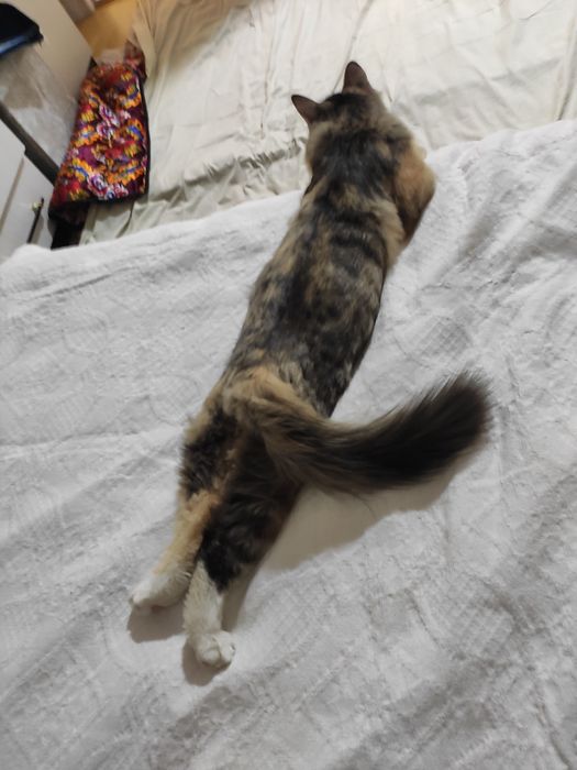 Кошка 4 месяца домашний