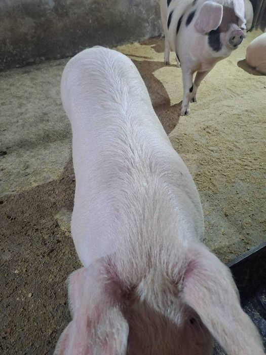 Продавам домашно гледани прасета