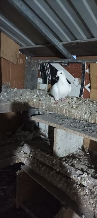 Голуби домашние чехия американец кормилецы