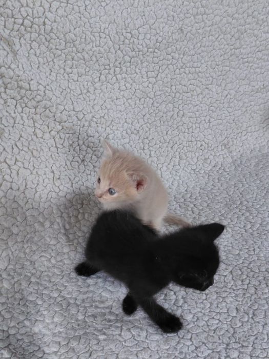 Котята бесплатно