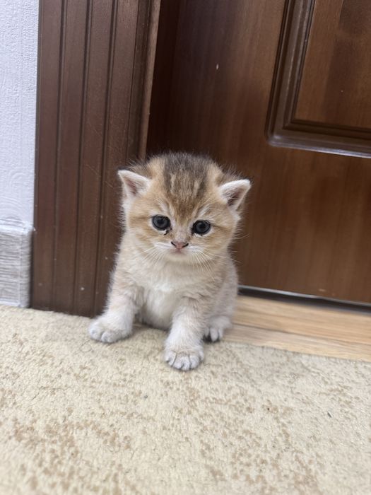 Золотистый шиншила к хорошим рукам