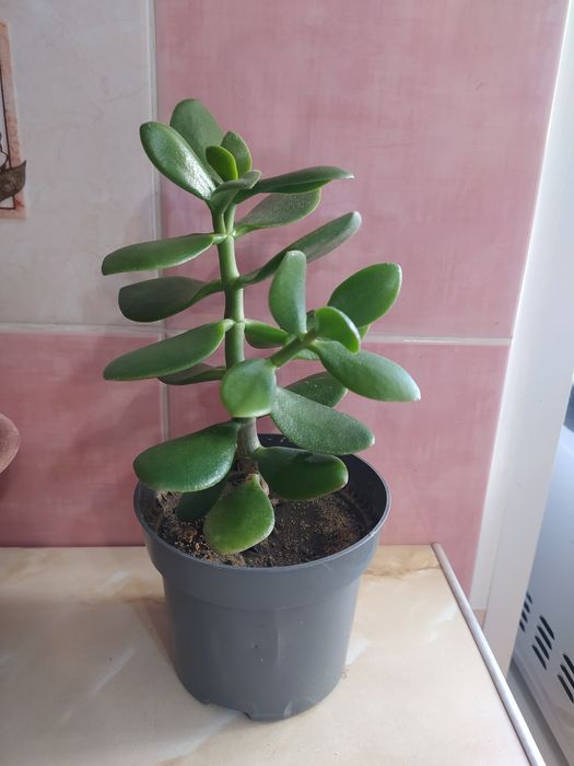 Цветы приносящие достаток