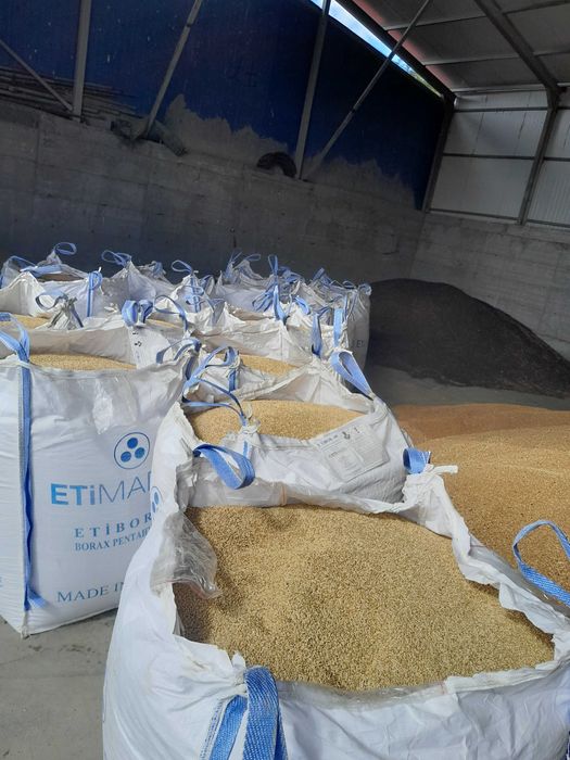 orzoaica casanova grau aveniu foarea soarelui