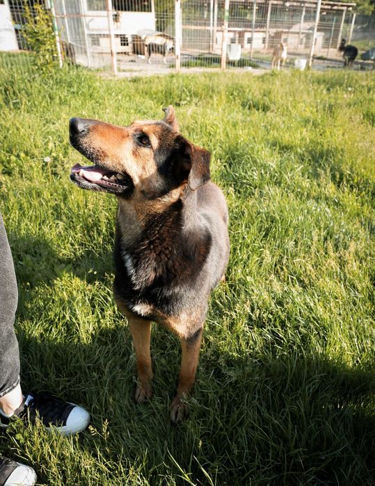 Maggie, pentru adoptie