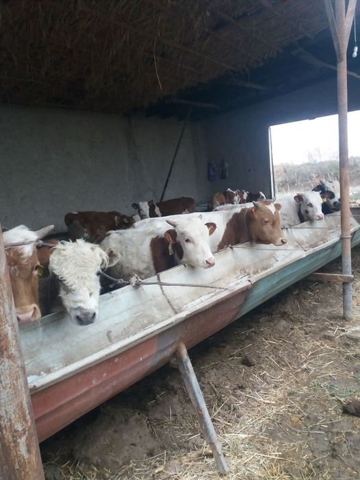 Rossiski mollar sotiladi.