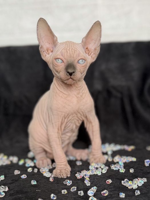 Sphynx Canadian pedigree si teste