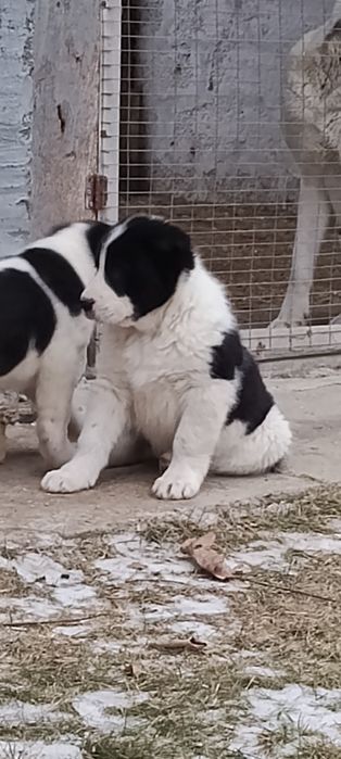 Продам щенков Алабая .