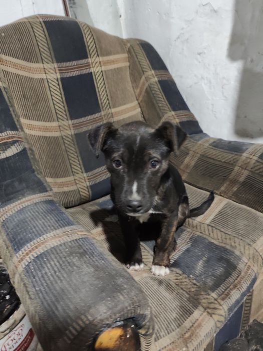 Одам щенка Мальчик