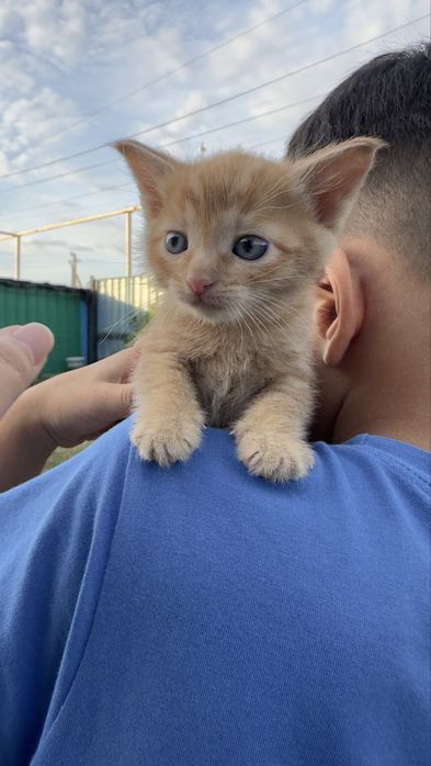 Отдам котят в добрые руки. 1 месяц