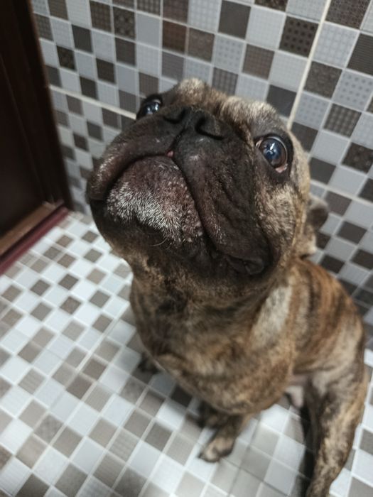 Вязка французский бульдог