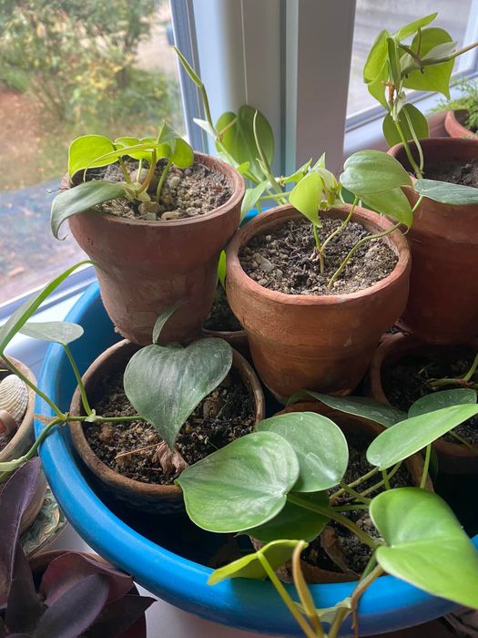 Filodendroni, pothos, mușcate parfumate și ghivece de ceramică