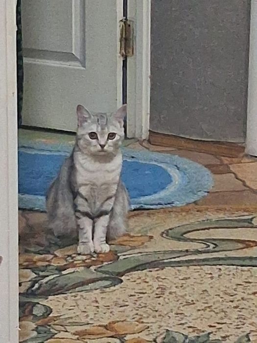 продам шотланскую кошку