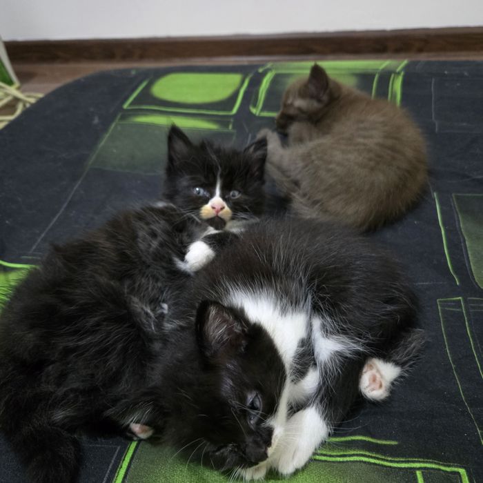 Ищем дом для кошечки с котятами