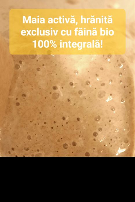 Maia activă cu făină BIO 100% INTEGRALĂ!