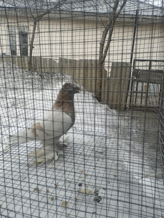 Самец голубя трёх летка