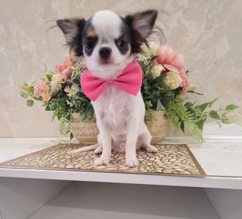 щенок чихуахуа кобель