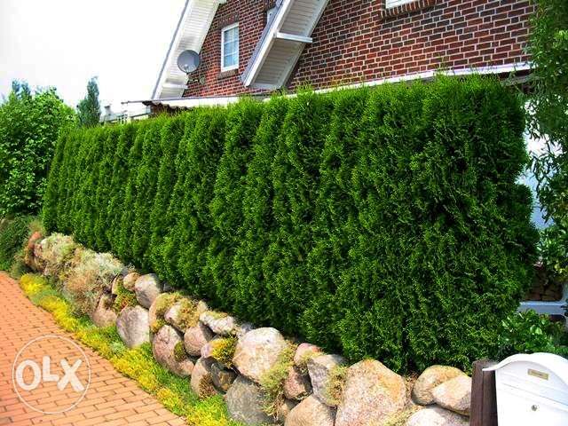 Туя (Западна) (Жив Плет) ПРОМОЦИЯ!!!30-40см