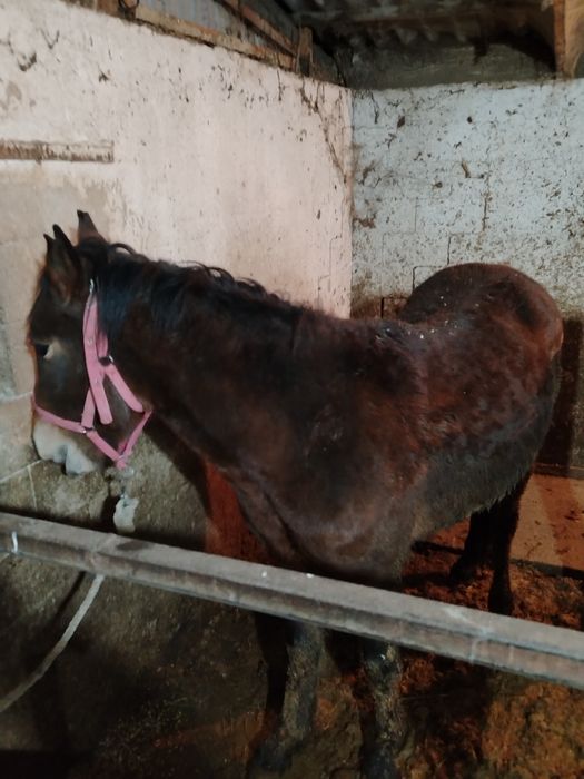 Жылкы лошадь семыз