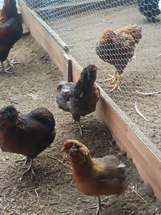 Oua  araucana pentru incubat