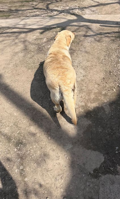 Продаю Лабрадора