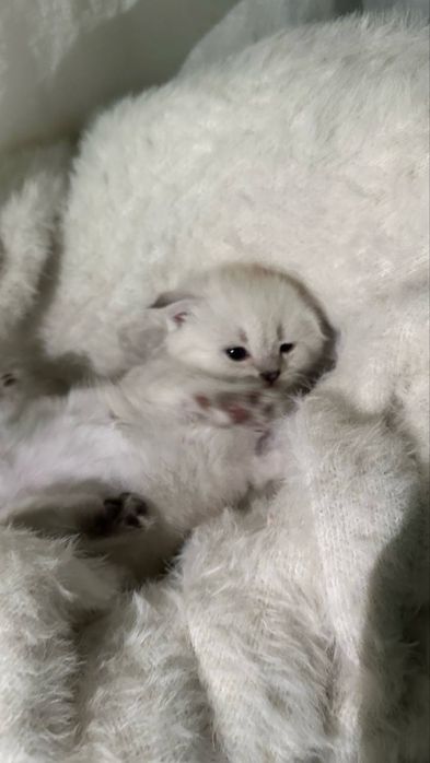 шотландский котенок