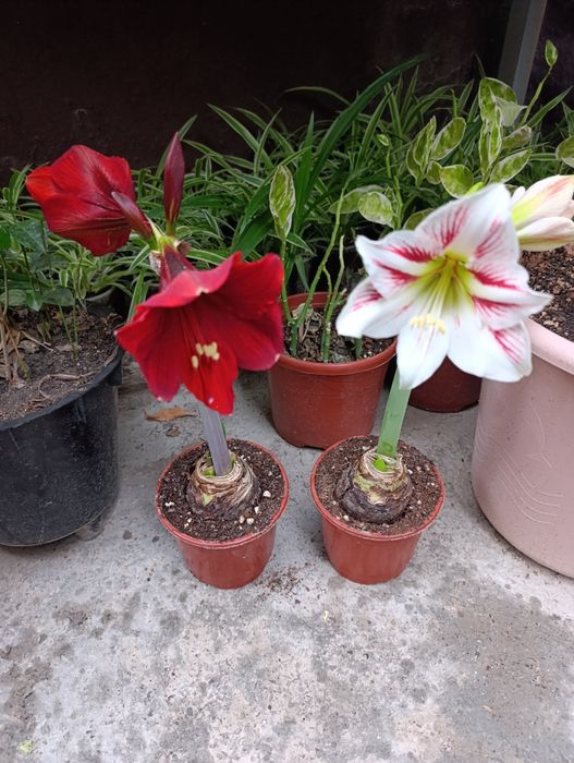 Цветы доставка гиппеаструм Гуллар совғага