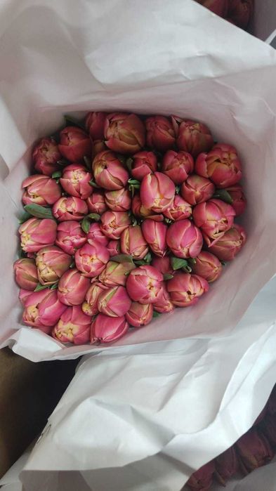 ТЮЛЬПАНЫ шикарные,  крупные, Казахстанские