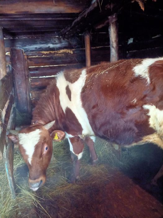 В продаже бык 11 месяцев