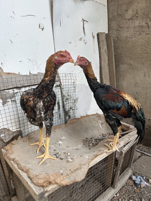 Дакан қораздар о шамо