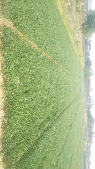 Surxondaryo viloyati.oltnsoy tuman.Mirshodi mahallasi. 25.sotix.17mln