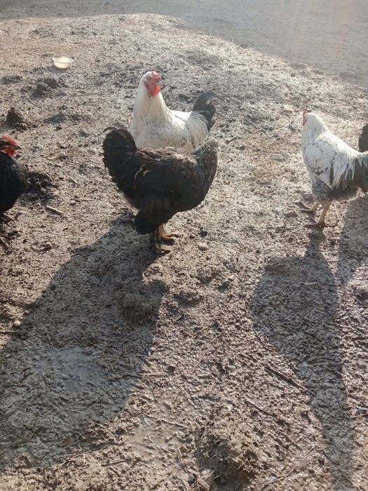 Zotli baquvvat va chiroyli Dakan Brama Qora Shahzoda sotiladi