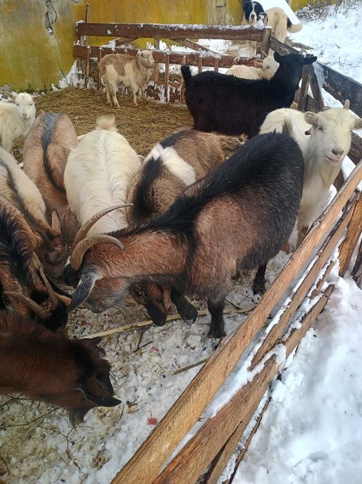 Vând 4 capre și un țap