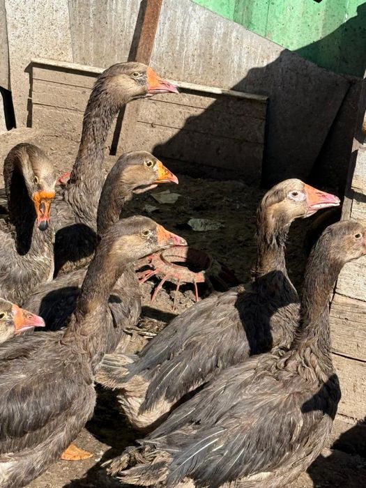 Продам гусей жирные